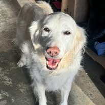Diego, the white dog and namesake of Simply Diego's