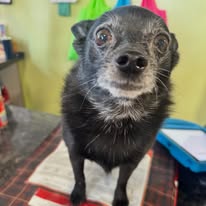 Gabby, the black Chihuahua and official greeter at Simply Diego's